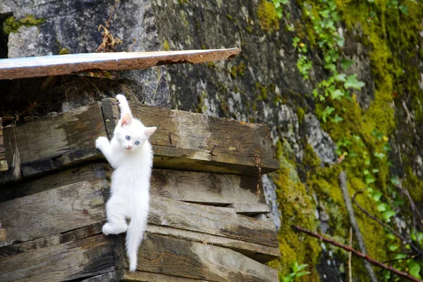 Cat white baby kitten playing Stock Image