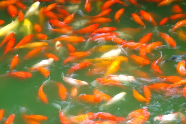 Cyprinus Carpio koi fishes in water — Stock Photo, Image