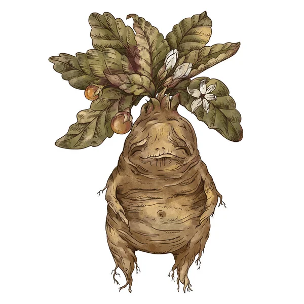 Mandrake Stock Illustrations – 428 Mandrake Stock Illustrations, Vectors &  Clipart - Dreamstime