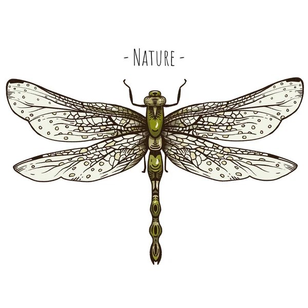 Вінтажні Вітальні Листівки Dragonfly Ілюстрація Лісових Скарбів Ізольована Білому Тлі — стокове фото