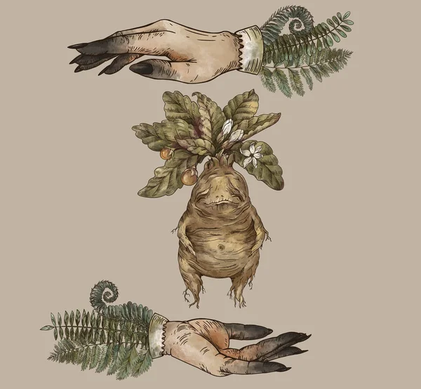 Vintage Mandrake Root Witch Hands Greeting Card Witchcraft Mystery Hand — 스톡 사진