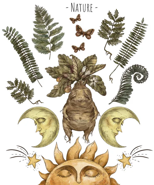 Волшебные Растения Корень Мандрагоры Оккультная Открытка Виккой Таинственная Иллюстрация Колдовства — стоковое фото