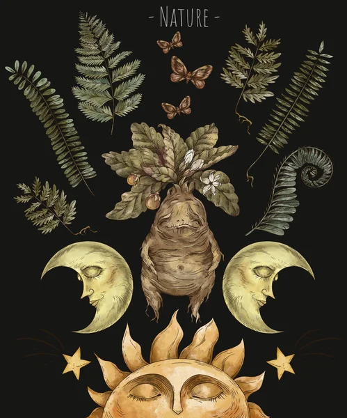 Zauberpflanzen Hexenkräuter Alraunenwurzel Okkulte Grußkarte Hexerei Mysterium Handgezeichnete Illustration Isoliert — Stockfoto