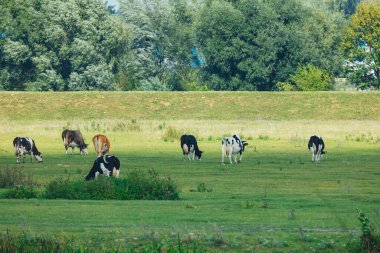 İnekler çimenli alan