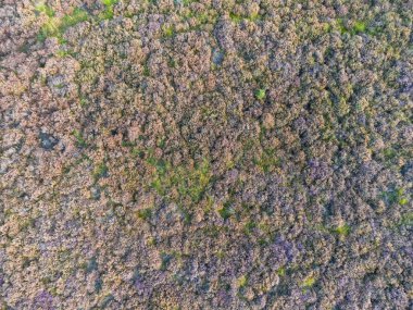 The Loonse and Drunense 'den Heather Field Duinen Ulusal Parkı' ndan.