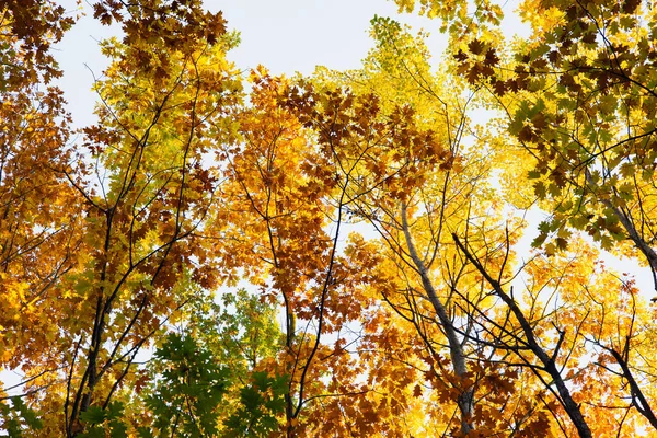Günbatımında Sonbahar Ormanı 'nın Renkli Ağaçları