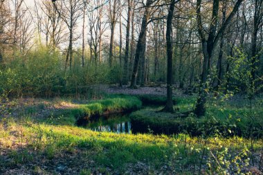 Nehirli Bahar Yeşil Ormanı