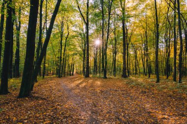Düşen Sarı Yapraklı, Ağaçlı ve Ormanlı Sonbahar Ormanı