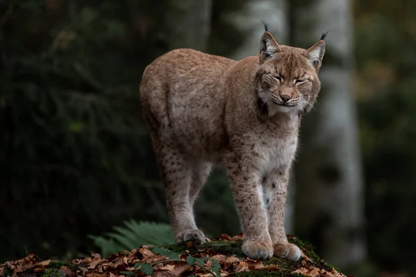 Lynx Rocha Bayerischer Wald National Park Alemanha — Fotografia de Stock