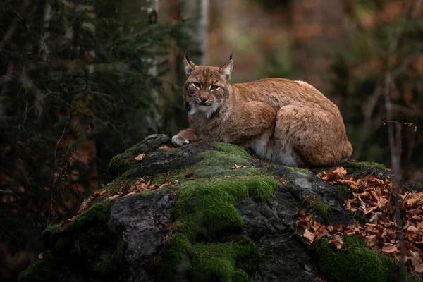 Lynx Rocha Bayerischer Wald National Park Alemanha — Fotografia de Stock