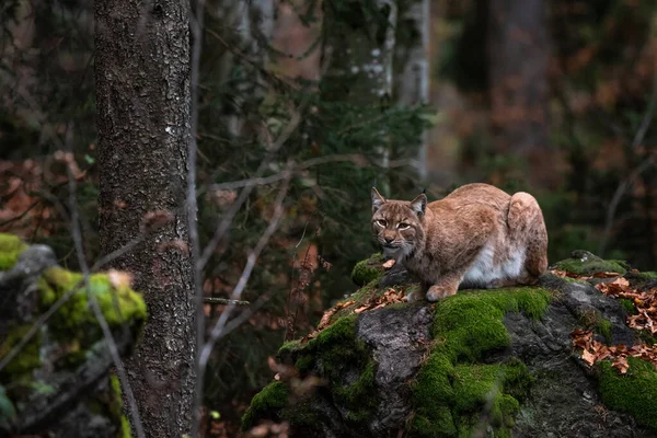 德国巴伐利亚州沃尔德国家公园岩石上的Lynx — 图库照片