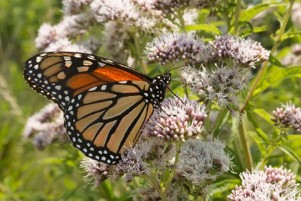 Monarch Butterfly Pollinates Joe Pye Weed Prairie Restoration Garden — Stock Photo, Image