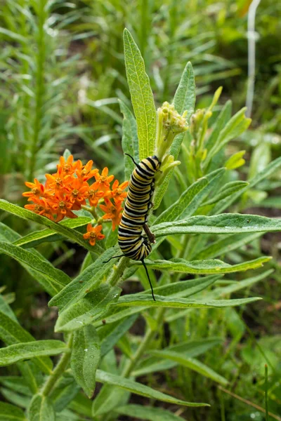 Rups Voeden Zich Met Oranje Vlinder Melkkruid Bladeren Prairie Tuin Stockfoto