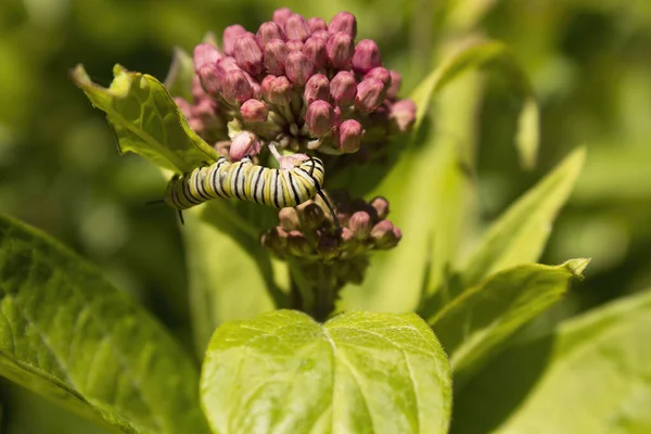 Monarch Rups Voedt Zich Met Bladeren Van Rozenmelkkruid Waardplant Stockafbeelding