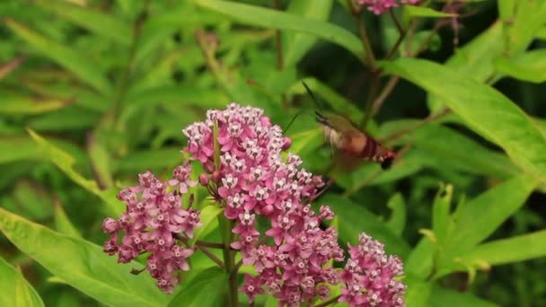 Hummingbird Moth alimentando-se de rosa milkweed — Vídeo de Stock