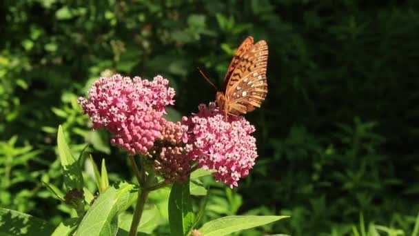Great Spangled Fritillary Butterfly gathers on rose milkweed flowers — Stock Video