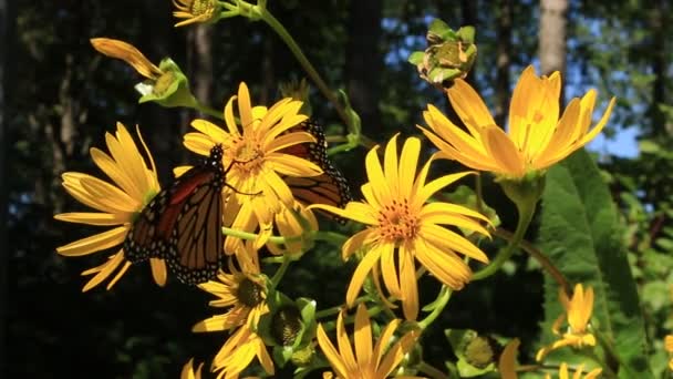 Monarch Butterfly Feeding Cup Plant Flowers Pollinator Garden Migration — Stock Video