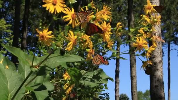 Monarch Butterflies Voeden Zich Met Bekerplant Nectar Tijdens Migratie Midwest — Stockvideo