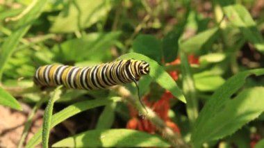 Kral kelebeği tırtılı çayır bahçesinde yosun yapraklarını çiğniyor.