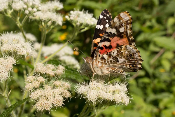 Geschilderde Lady Butterfly Gebruikt Proboscis Nectar Van Boneset Wilde Bloemen — Stockfoto