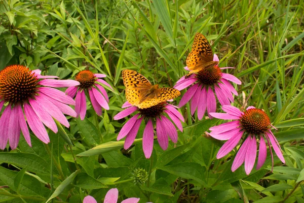 在自然植物区系生境中 大的长有斑纹的弗里斯兰蝴蝶为紫色菊花授粉 — 图库照片