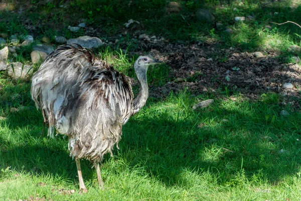 Ostrich in nature 1 — Stock Photo, Image