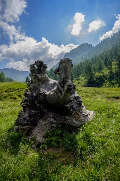 Trunk — Stock Photo, Image