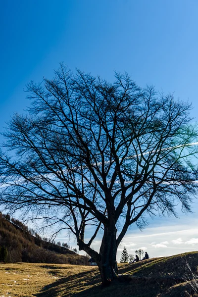 Zauberbaum — Stockfoto