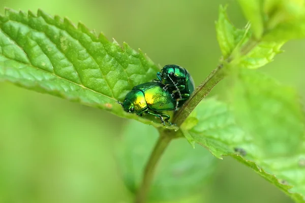 Grüner Skarabäus in der Natur — Stockfoto