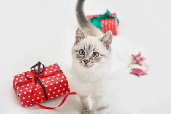 Christmas kitten with gifts. Merry christmas greeting card. New year gift for child. Winter holidays and vacations. Goods for pets, zoo clinic concept. Animal cat with christmas decor.