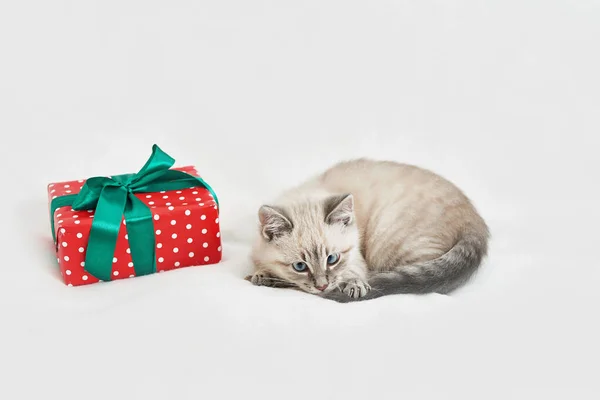 Vánoční Koťátko Dárky Veselé Vánoční Přáníčko Nový Rok Dárek Pro — Stock fotografie
