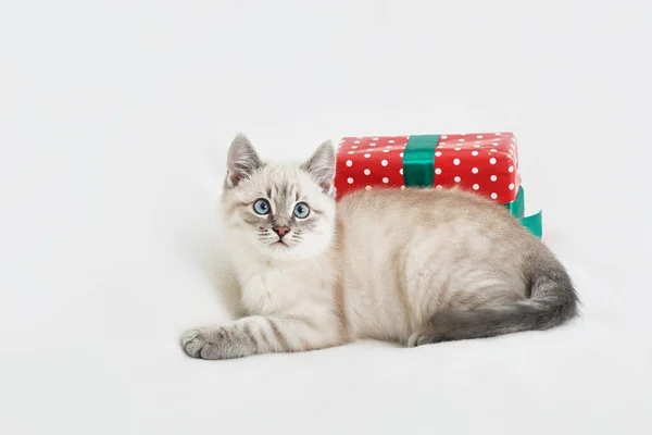 Vánoční Koťátko Dárky Veselé Vánoční Přáníčko Nový Rok Dárek Pro — Stock fotografie