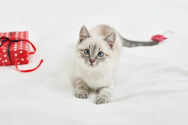 Świąteczny Kotek Prezentami Wesołych Świąt Kartka Życzeniami Prezent Noworoczny Dla — Zdjęcie stockowe