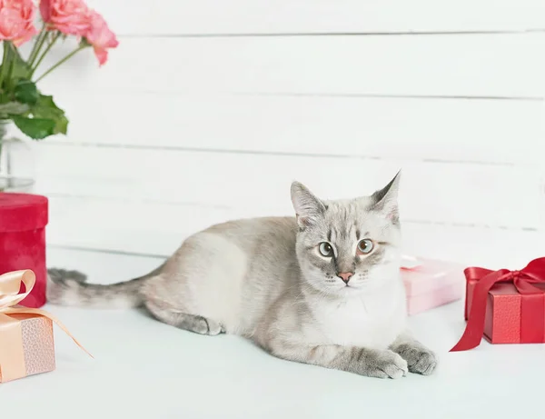 Valentýnský Kočičí Pozdrav Kytice Růží Gratuluji Dni Matek Všechno Nejlepší — Stock fotografie