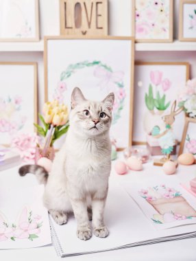 Yumurtalı ve çiçekli Paskalya kedisi. Masada oturan gri kedi yavrusu. Bahar tebrik kartı Mutlu Paskalyalar. Paskalya dekoru. Suluboya bahar resimleri. Tasarımcı ve sanatçı işyeri. Yaratıcı alan