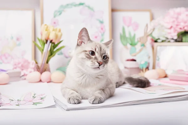 Easter Cat Eggs Flowers Gray Kitten Sitting Table Spring Greeting — Stock Photo, Image