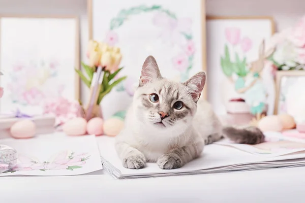 Easter Cat Eggs Flowers Gray Kitten Sitting Table Spring Greeting — Stock Photo, Image