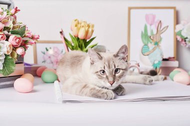 Yumurtalı ve çiçekli Paskalya kedisi. Masada oturan gri kedi yavrusu. Bahar tebrik kartı Mutlu Paskalyalar. Paskalya dekoru. Suluboya bahar resimleri. Tasarımcı ve sanatçı işyeri. Yaratıcı alan