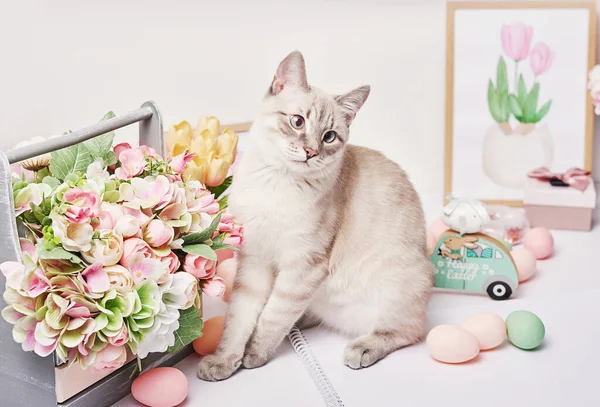 Yumurtalı ve çiçekli Paskalya kedisi. Masada oturan gri kedi yavrusu. Bahar tebrik kartı Mutlu Paskalyalar. Paskalya dekoru. Suluboya bahar resimleri. Tasarımcı ve sanatçı işyeri. Yaratıcı alan