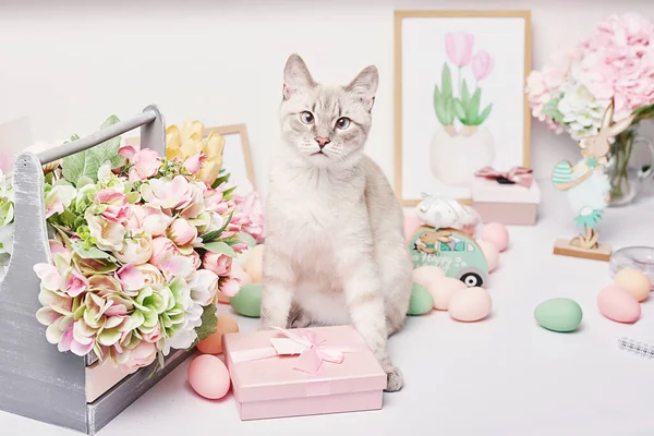 Yumurtalı ve çiçekli Paskalya kedisi. Masada oturan gri kedi yavrusu. Bahar tebrik kartı Mutlu Paskalyalar. Paskalya dekoru. Suluboya bahar resimleri. Tasarımcı ve sanatçı işyeri. Yaratıcı alan