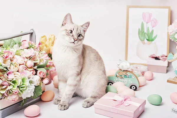 Yumurtalı ve çiçekli Paskalya kedisi. Masada oturan gri kedi yavrusu. Bahar tebrik kartı Mutlu Paskalyalar. Paskalya dekoru. Suluboya bahar resimleri. Tasarımcı ve sanatçı işyeri. Yaratıcı alan
