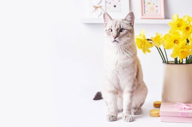 Çiçekli ve kedili Anneler Günün kutlu olsun. Beyaz arka planda sarı nergis buketi. Mutlu Paskalya şablonları
