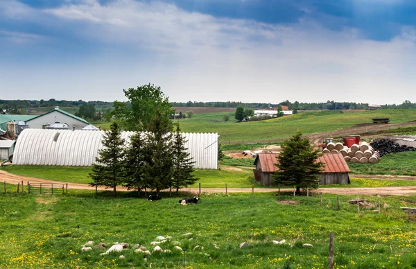 Dairy farm landscape — Stock Photo, Image