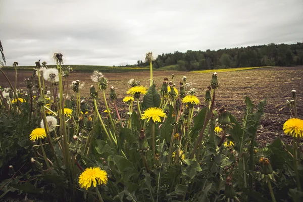 Dandelion and field landscape scenic — Stock Photo, Image
