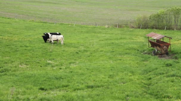 Гольштейн-Friesians cattles на пасовищі — стокове відео