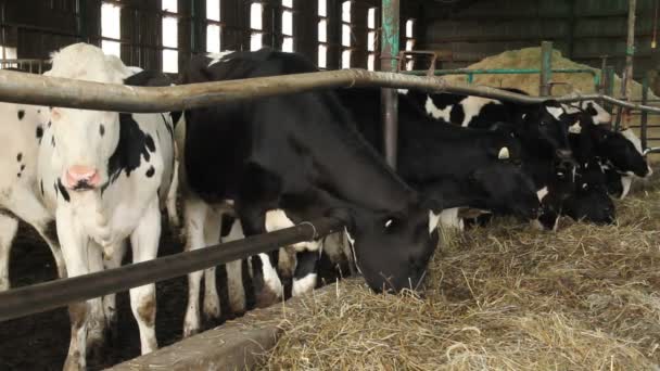 Vaches dans une écurie mangeant de l'ensilage gros plan — Video