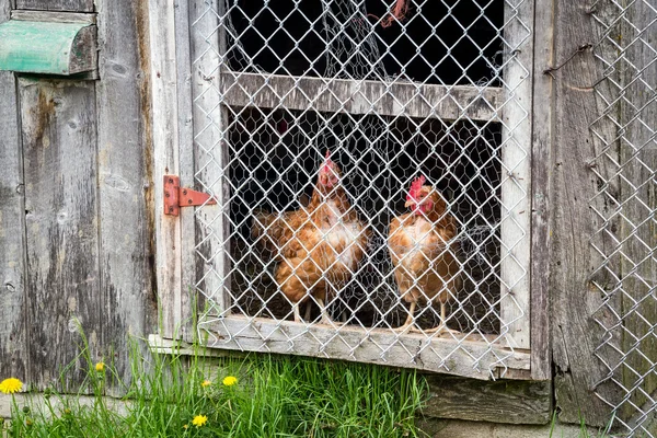 Galinhas marrons observando em galinheiro — Fotografia de Stock