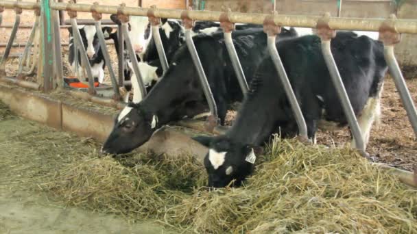 Krowy w stajni jedzenie zbliżenie kiszonki — Wideo stockowe
