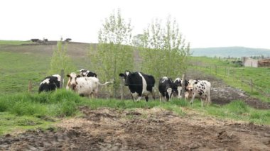 Holstein Frizyeliler sığır cins mera görüntüleri Grup
