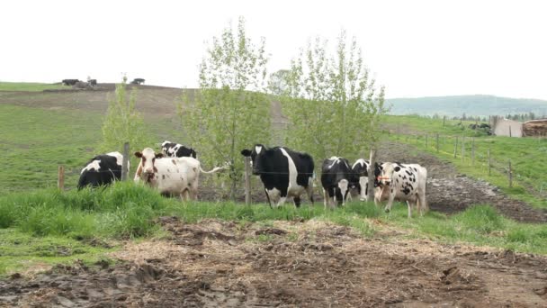 Grupo de Holstein Friesianos cría de ganado en las imágenes de pasto — Vídeos de Stock